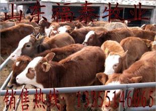 江西養肉牛的利潤與黃牛養殖效益分析